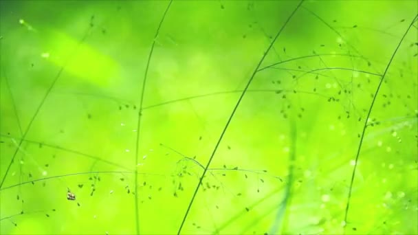 Verwischen grüne kleine Grasblumen im Garten flattern im Wind in der Sommersaison — Stockvideo