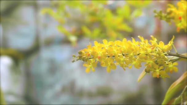 黄色の蘭の花と黄色の緑の葉と青の滝の背景をぼかす — ストック動画