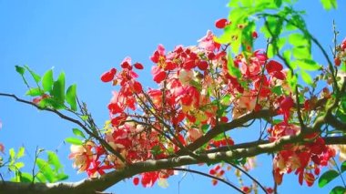 Java Cassia ya da Pembe Duş ya da Elma Çiçeği Ağacı ya da Gökkuşağı Gökyüzü Arkaplanında açan Gökkuşağı Ağacı