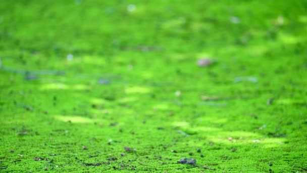 Textura de musgo verde en la suciedad en el parque con hojas verdes cayendo — Vídeos de Stock
