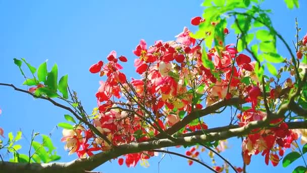 Java Cassia或Pink Shower或Apple Blossom Tree或Rainbow Shower Tree在夏日蓝天的背景下盛开 — 图库视频影像