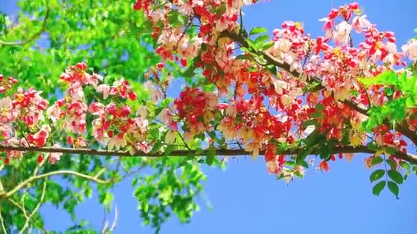 Java Cassia o doccia rosa o albero di fiori di mele o Rainbow Shower Tree fioritura in estate — Video Stock