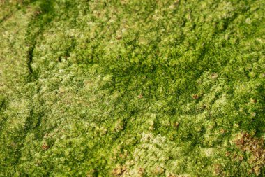 This close-up image showcases a vibrant patch of green algae on a natural surface, emphasizing its intricate texture and organic patterns found in aquatic environments.
