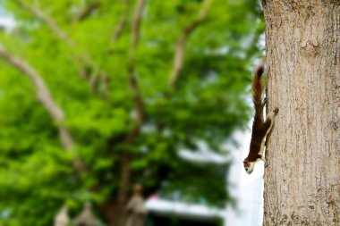 A playful squirrel expertly climbs a tree in an urban park, surrounded by vibrant green leaves and soft sunlight. Perfect for nature enthusiasts.