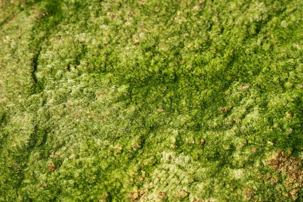 This close-up image showcases a vibrant patch of green algae on a natural surface, emphasizing its intricate texture and organic patterns found in aquatic environments.