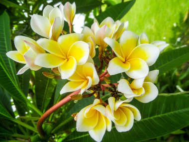 Plumeria, Frangipani sarı
