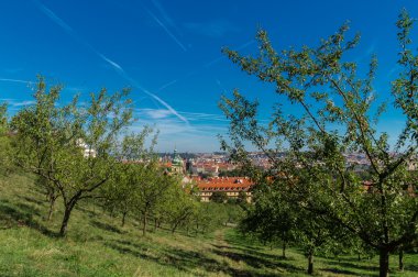elma Bahçe Petrin Hill, Prague, Çek Cumhuriyeti