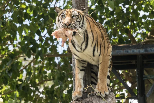 Vahşi Kaplan korkulu ve bir kurban yeme.