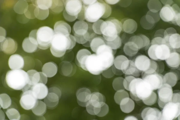 Ormanın içinde hafif bulanıklık.