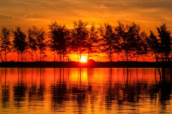 gündoğumu bihine sabah çok güzel ağacında.