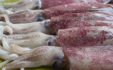 Taze kalamar balıkçılar yakalamak denizden, sabah.