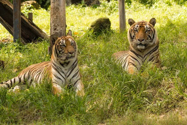 Kaplan, Hayvanat Bahçesi, ağaç, aç, göz, koşmak, avcı,