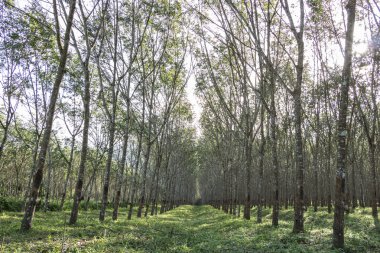 sabah ağaç kauçuk