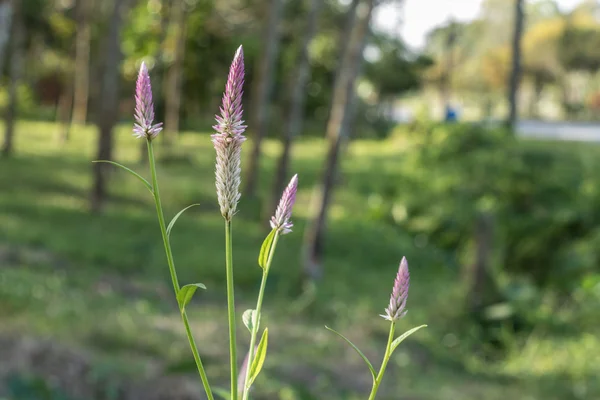 songkhla Tayland yolda çiçek