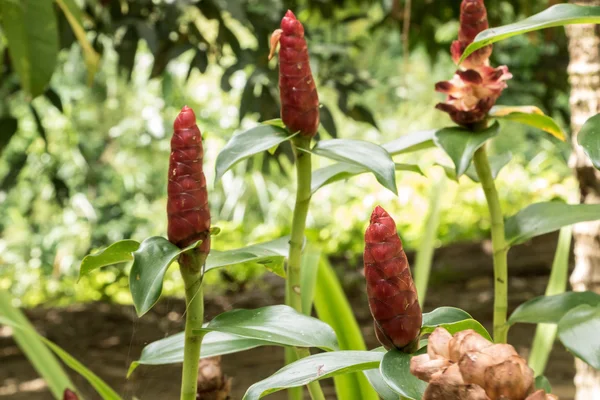 Cockscomb çiçek bahçesinde. Sabahleyin