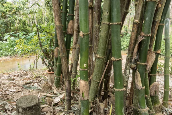 Birkaç şişe güzellik kombinasyonu