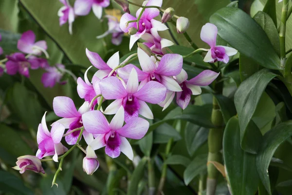 güzel bir çiçek bahçesinde.