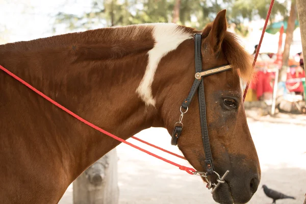 Keman çok melodik müzik aletleri ile sesidir.