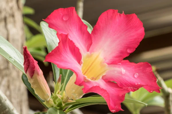 Sabahları BEAUITFUL çiçek.