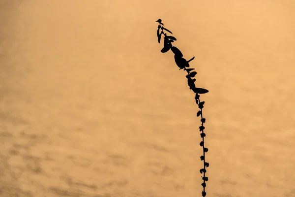 gün batımından önce Tayland.