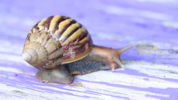 Het meer op zonneschijn . — Stockvideo