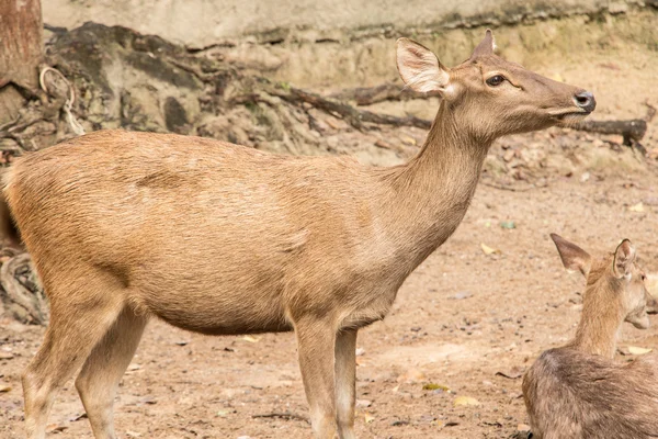 Zor topu kahvaltı zamanı dışarı vahşi geyik