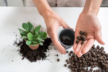 Genç bir kadın elinde bir Crassula ovata saksısı tutuyor ve onu seramik bir kapta yeni bir toprak ve genişletilmiş kille yeniden saksılıyor. Yüksek kalite fotoğraf