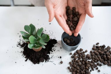 Genç bir kadın elinde bir Crassula ovata saksısı tutuyor ve onu seramik bir kapta yeni bir toprak ve genişletilmiş kille yeniden saksılıyor. Yüksek kalite fotoğraf