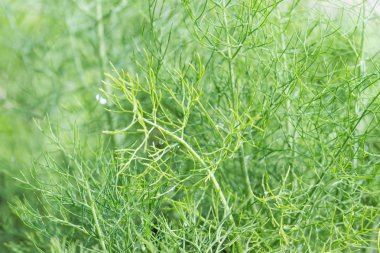 Taze organik rezene Ampüller WHI üzerinde izole mutfak amaçlar için