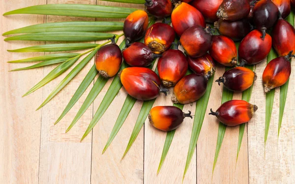 Perdagangan kelapa sawit budidaya. Karena minyak sawit mengandung lebih banyak Stok Foto