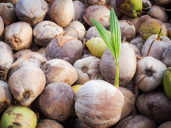 Kokosnusspflanzen sind für ihre große Vielseitigkeit bekannt, wie siehe — Stockfoto