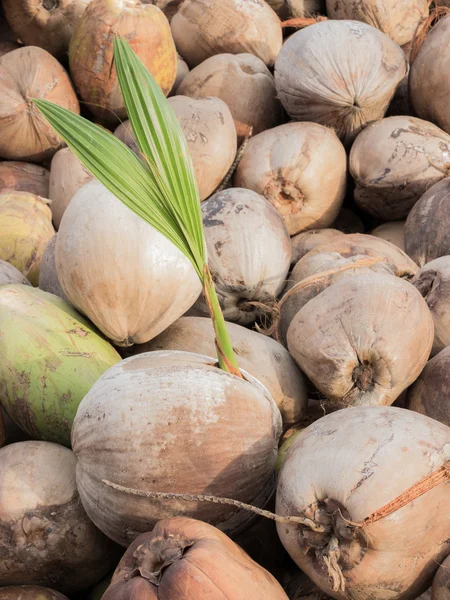 Kokosnusspflanzen sind für ihre große Vielseitigkeit bekannt, wie siehe — Stockfoto