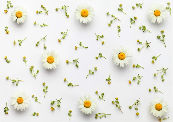Λευκά λουλούδια μοτίβο σε άσπρο φόντο. Επίπεδη θέσει. — Φωτογραφία Αρχείου