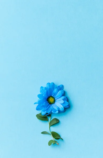 Blaue Blumen auf blauem Hintergrund. Blühendes Konzept. flache Lage. — Stockfoto