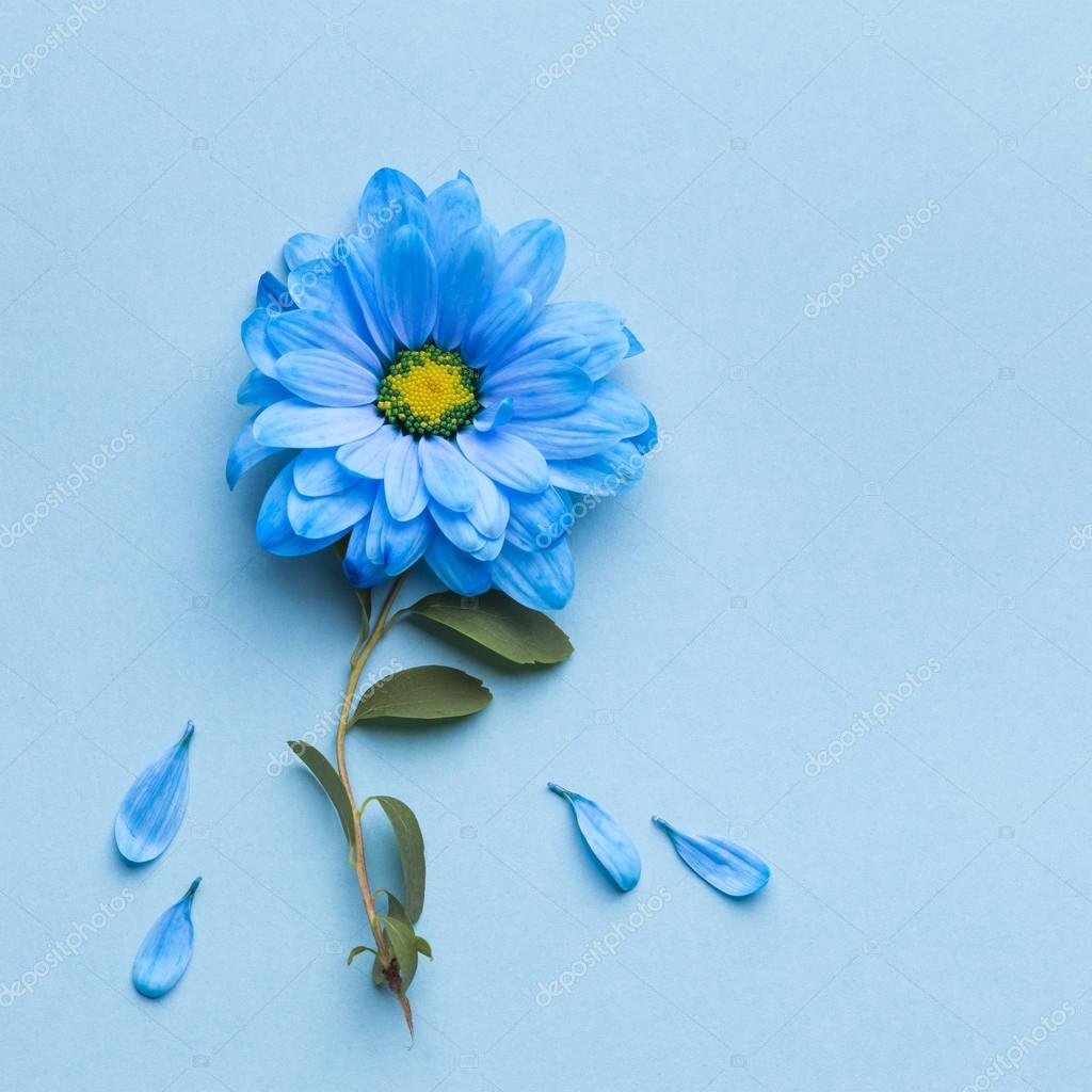 Blue flowers on blue background. Blooming concept. Flat lay. Stock Photo by  © 111856782