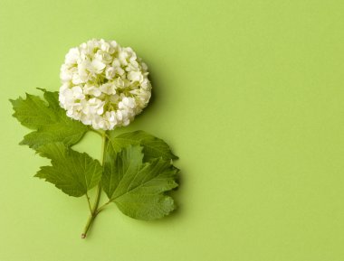 yeşil zemin üzerine beyaz çiçek. Çiçek açan kavramı. Düz yatıyordu.