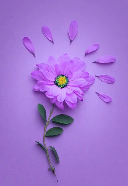 Ροζ λουλούδια σε ροζ φόντο. Η ιδέα της Άνθης. Επίπεδη ωοτοκίδα. — Φωτογραφία Αρχείου