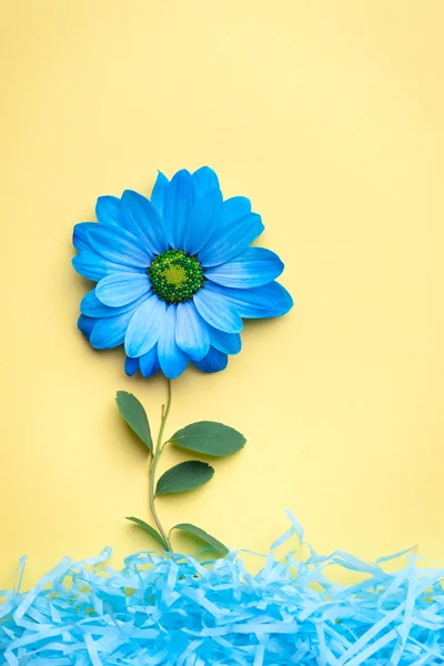 Μπλε λουλούδι σε κίτρινο φόντο. Επίπεδη lay, κορυφαία προβολή — Φωτογραφία Αρχείου