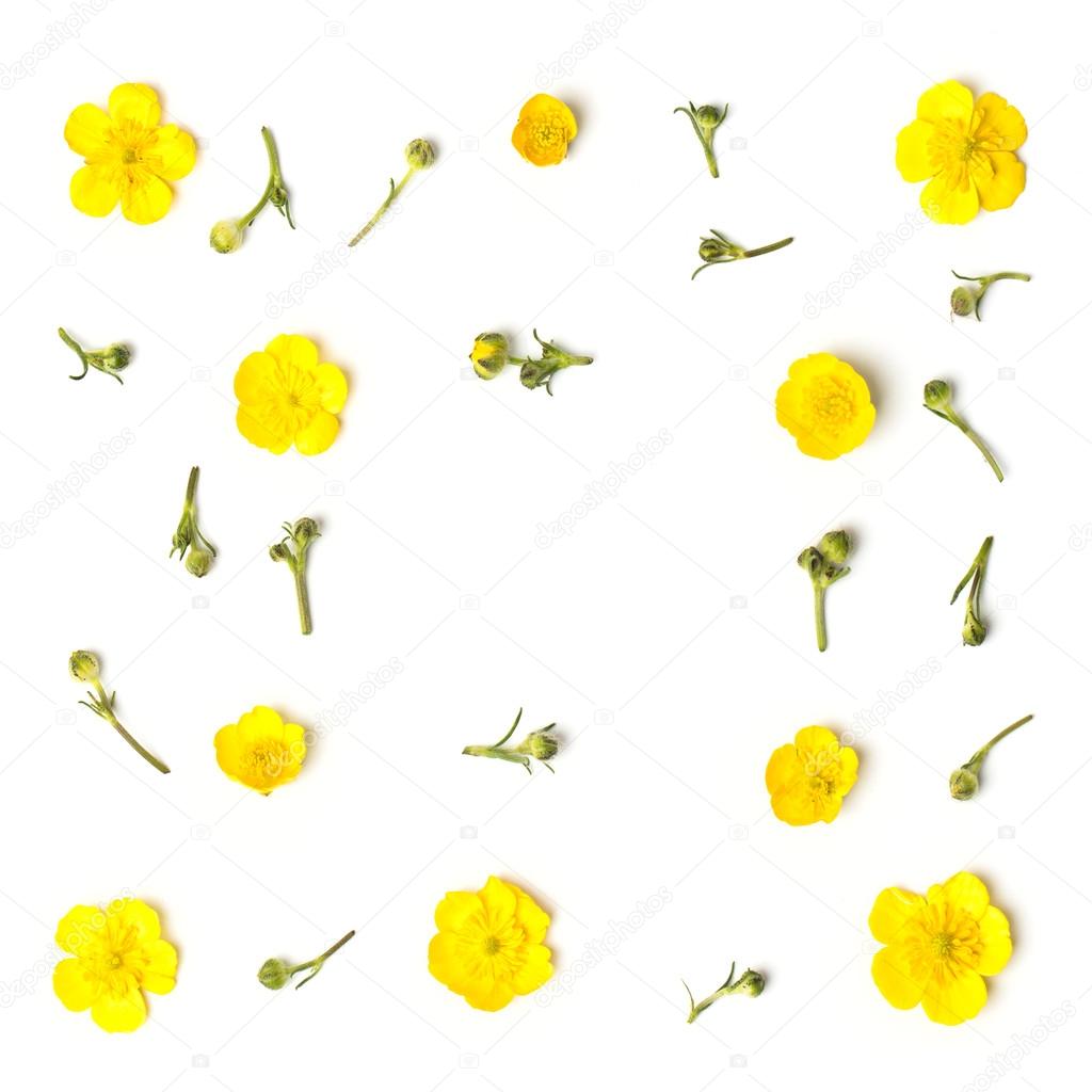 Yellow Flowers On White Background Images Best Flower Site