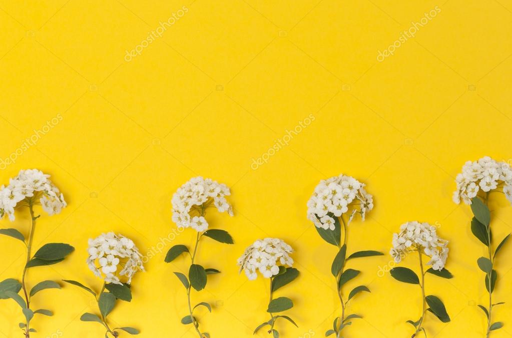 White flowers on yellow background. Blooming concept. Flat lay. Stock Photo  by © 111864430