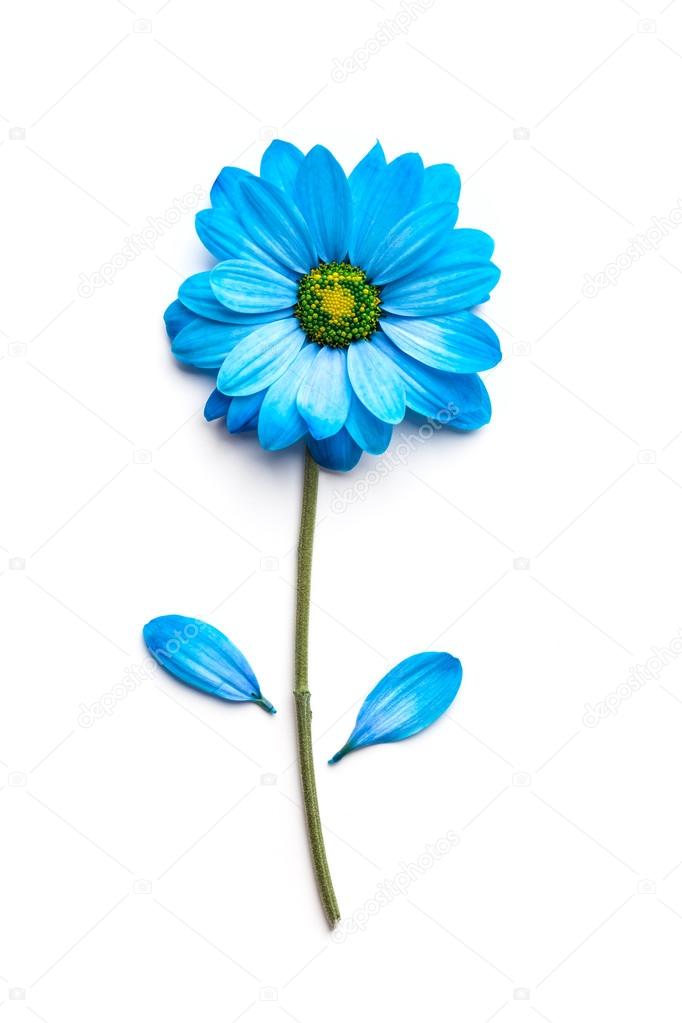Blue flower isolated on white background. Blooming concept. Flat lay