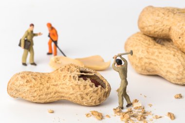 The concept of a collective solution to any problem. Miniature toy workers crash the raw peanut. Close-up view. clipart