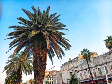 Sabahları ayrılan palmiye ağaçları 