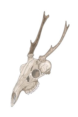 Boynuzlu geyik kafatası elle çizilmiş.