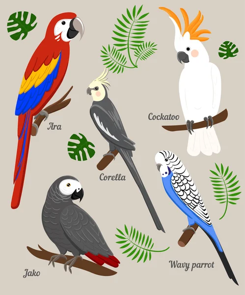 Papagaios Cartoon Vector Ilustração. Conjunto de papagaios Aves exóticas — Vetor de Stock