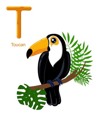 Çocuklar için alfabe. Beyaz T toucan izole karikatür hayvanlar ile Sevimli vektör hayvanat bahçesi alfabesi