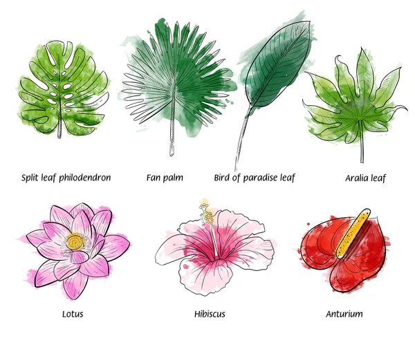 向量元素为您的设计的。设置与热带树叶的水彩画。水彩棕榈叶上白色孤立。水彩花卉集的芙蓉 — 图库矢量图片