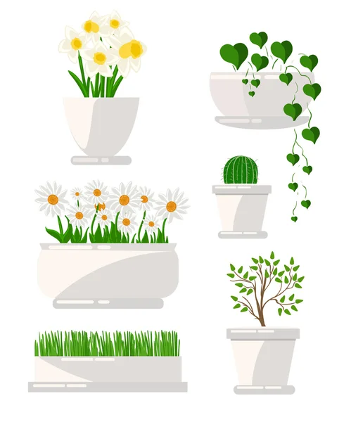 Ábra houseplants.succulents otthon virágok, cserepes növény, a pot. Készlet-a cserepes növény. elszigetelt fehér — Stock Vector