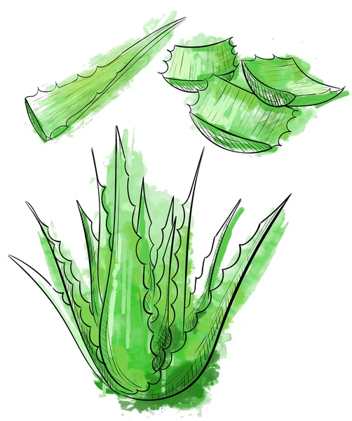 Vector mão desenhada botânica Aloe Vera. Coleção gravada. Aloe Vera banner, cartaz, rótulo, modelo de brochura para negócios promover . — Vetor de Stock