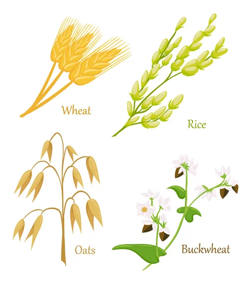 Illustration vectorielle des épis mûrs de céréales à l'encre. Céréales icône sertie de seigle riz maïs avoine millet isolé sur fond blanc . — Image vectorielle